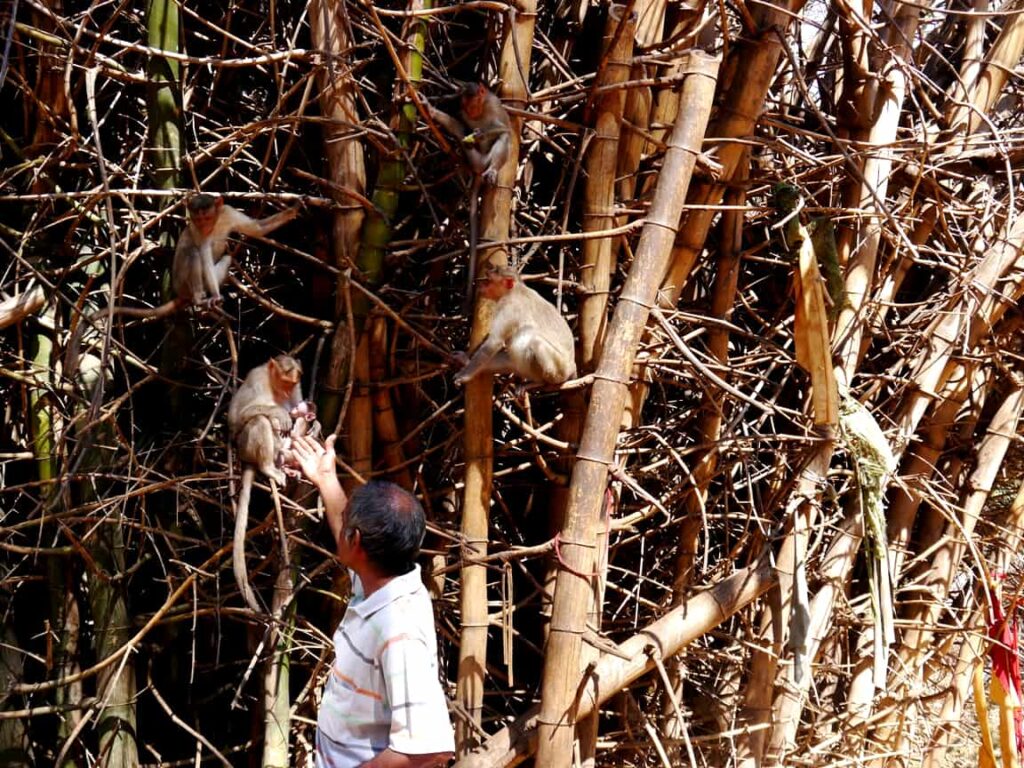 Thirty-Six Days in the Amazon: A Pilot’s Extraordinary Tale of Survival